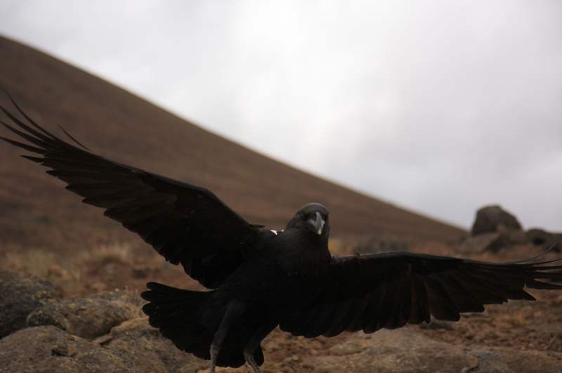 Bird Hello | Alamy Stock Photo by Will Jennings