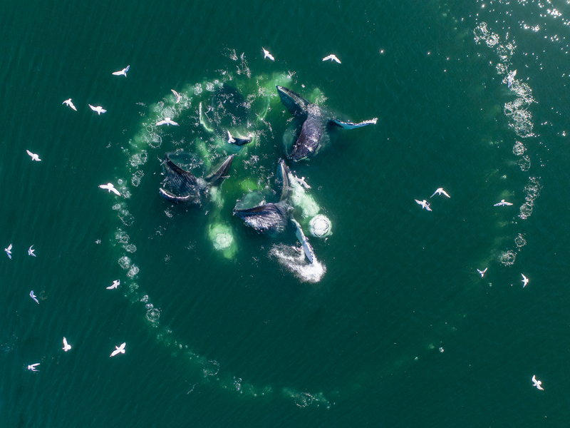 Whale Spouting Water in Action | Getty Images Photo by Paul Souders