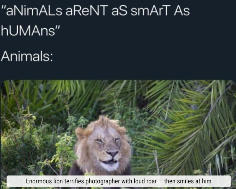 Roaring Lion, Terrified Photographer | Imgur.com/CJe5W9P