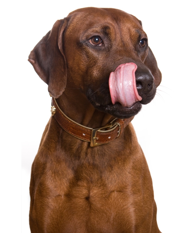Flipping Their Tongues Up Means Your Dog Is Sorry | Shutterstock