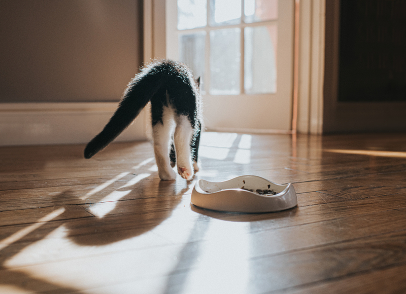 Cats Ghosting You | Getty Images Photo by Catherine Falls Commercial