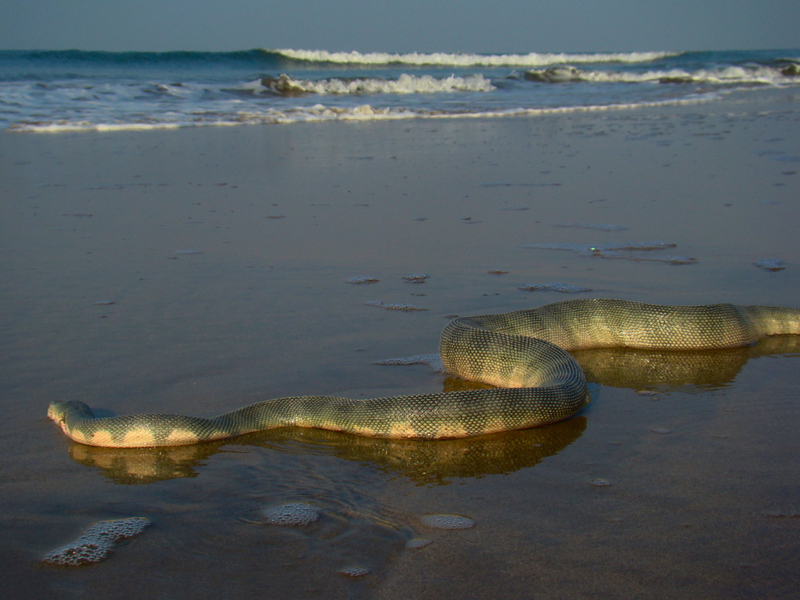 DUMAS BEACH, INDIA | Getty Images Photo by author