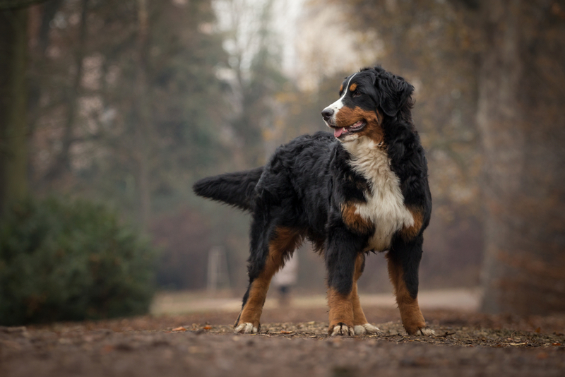 Perro de montaña de Berna: $ 2,000 | xkunclova/Shutterstock