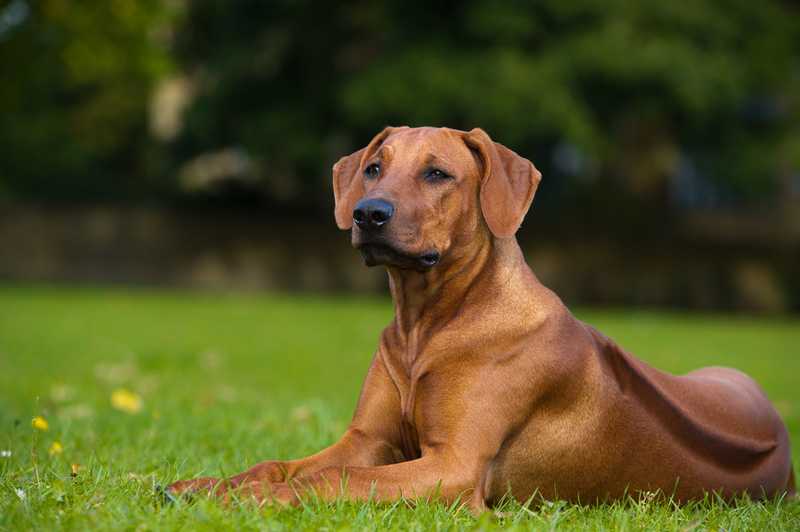 Ridgeback de Rodesia: $ 3,000 | Tatiana Katsai/Shutterstock