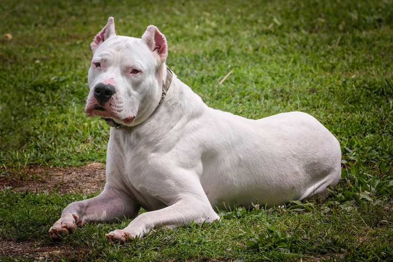 Dogo argentino: $8,000 | Alamy Stock Photo by Sandy Potere 