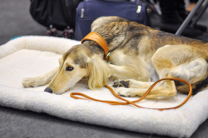 Saluki: $3,000 | Zanna Pesnina/Shutterstock