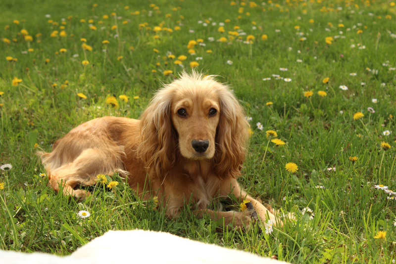 Cocker Spaniel $890 | Zmaj88/Shutterstock