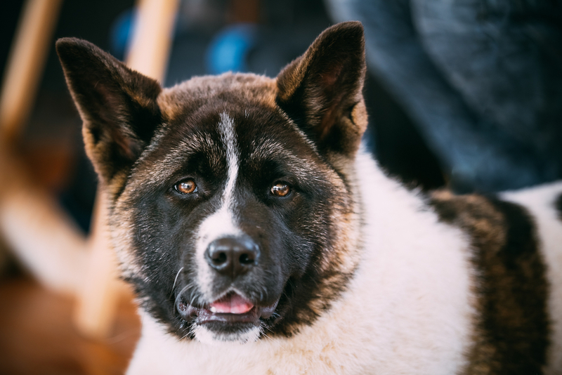 Akita americano: $ 675 | George Trumpeter/Shutterstock