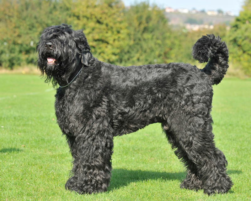 Terrier ruso negro: $ 3,500 | Alamy Stock Photo by Farlap 