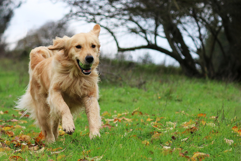 Golden Retriever: $1,200 | Hollysdogs/Shutterstock