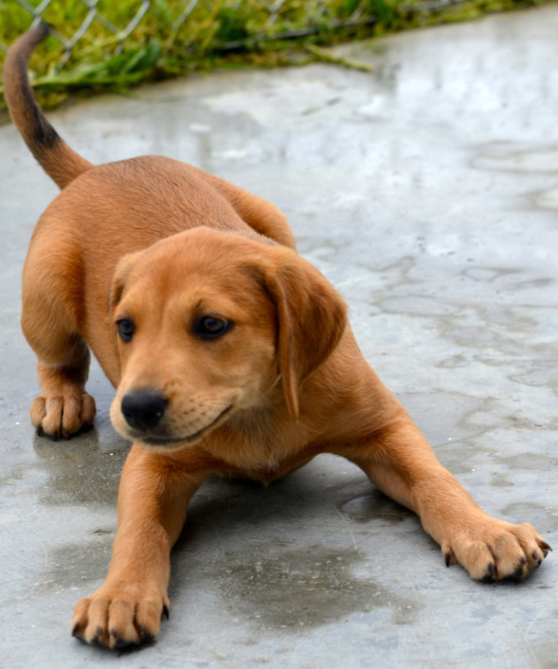 Why Your Puppy Bows | Shutterstock