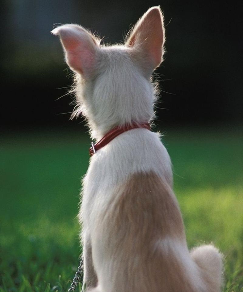 Flicking Dog Ears | Getty Images Photo by Education Images/UIG