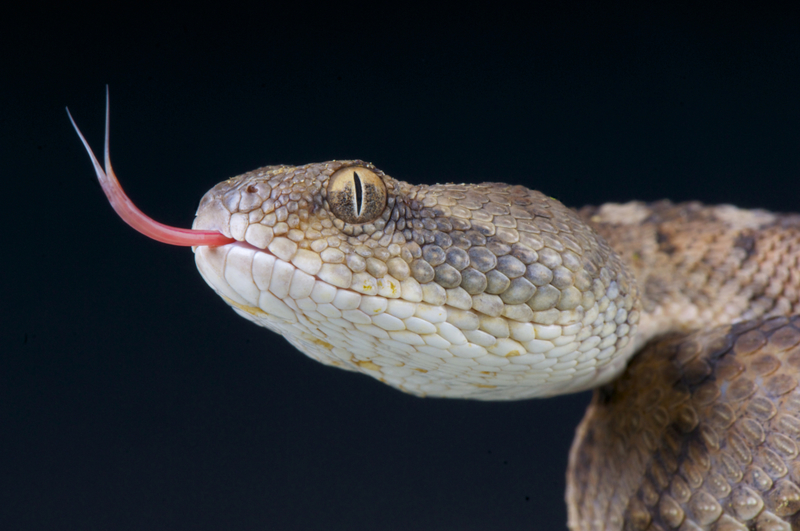 A Flick of the Tongue | Getty Images Photo by reptiles4all