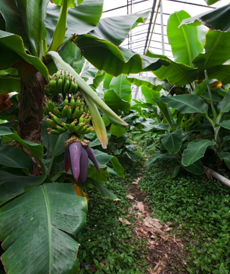 Iceland Has Europe's Largest Banana Plantation | Alamy Stock Photo by COMPAGNON Bruno/SAGAPHOTO