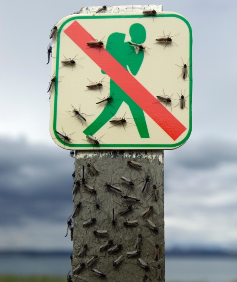 You Won’t Find Any Mosquitoes in Iceland | Alamy Stock Photo by Erlend Haarberg/Nature Picture Library