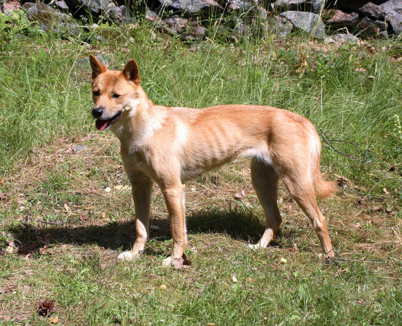 43. Korean Jindo Dog | Alamy Stock Photo