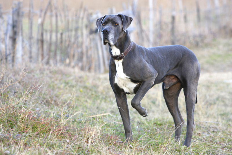 5. Great Dane | Alamy Stock Photo