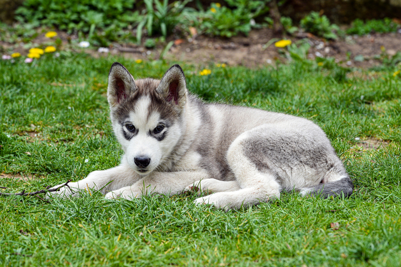 12. Alaskan Malamute | Shutterstock