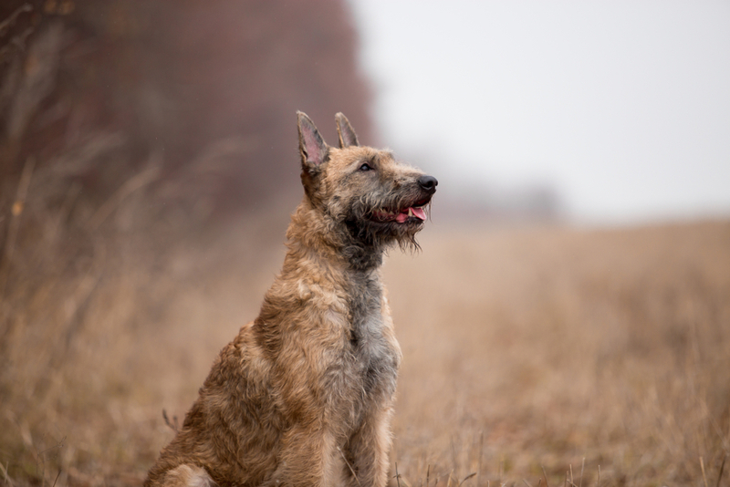 44. Belgian Laekenois | Shutterstock