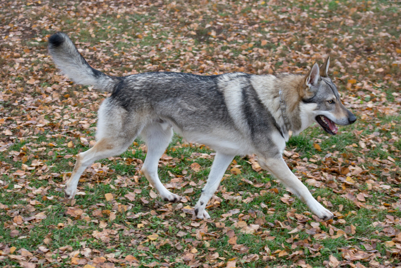 32. Czechoslovakian Vlcak | Alamy Stock Photo