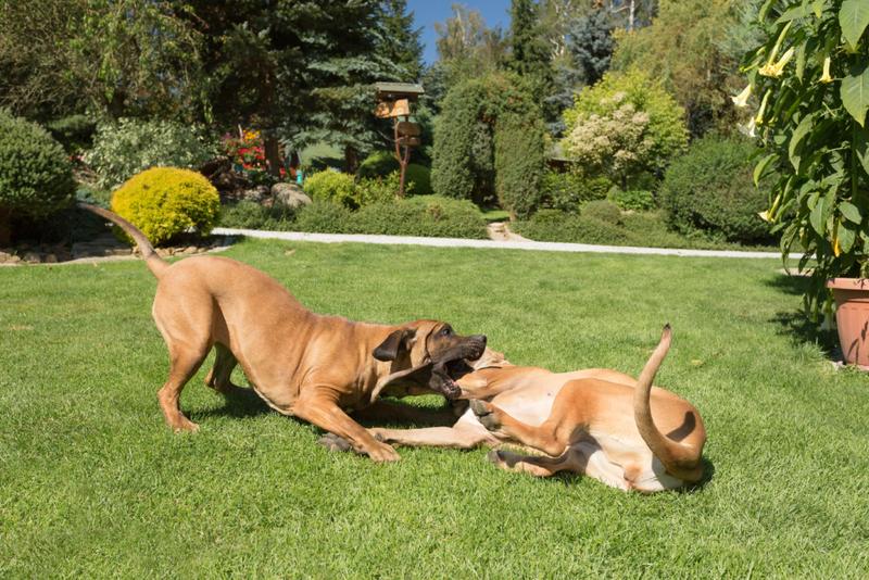 6. Fila Brasileiro | Alamy Stock Photo