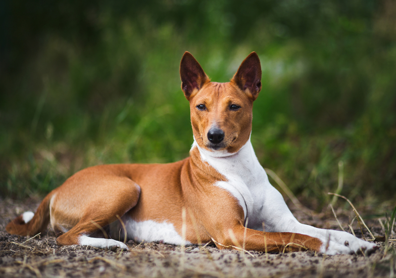 21. Basenji | Shutterstock