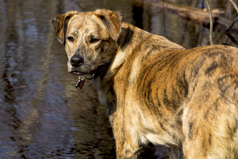 45. Catahoula Leopard Dog | Shutterstock