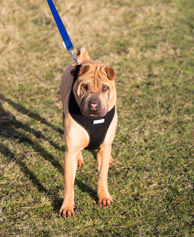 39. Shar-Pei | Alamy Stock Photo