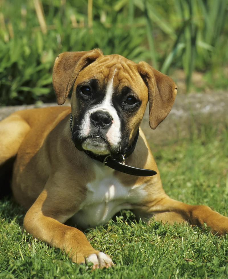 7. Boxers | Alamy Stock Photo