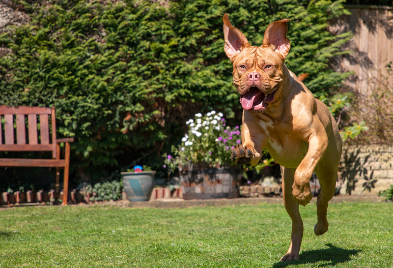 36. Dogue De Bordeaux | Shutterstock