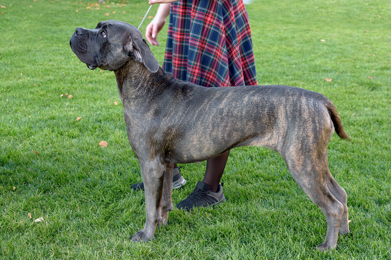 28. Perro de Presa Canario | Shutterstock