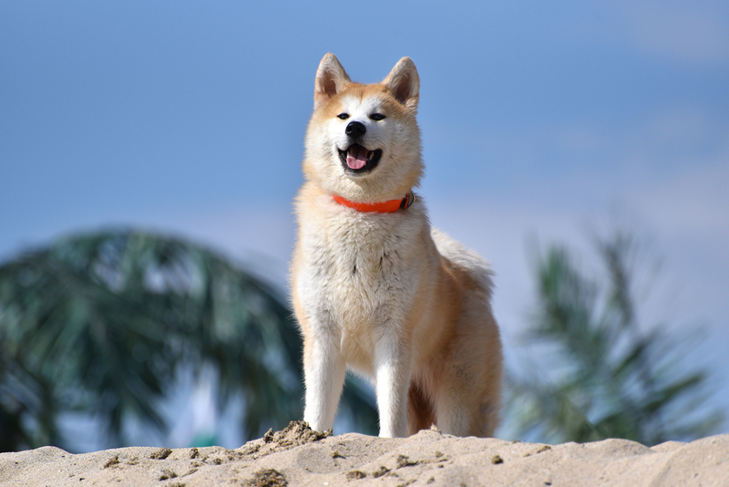 41. Akita | Shutterstock