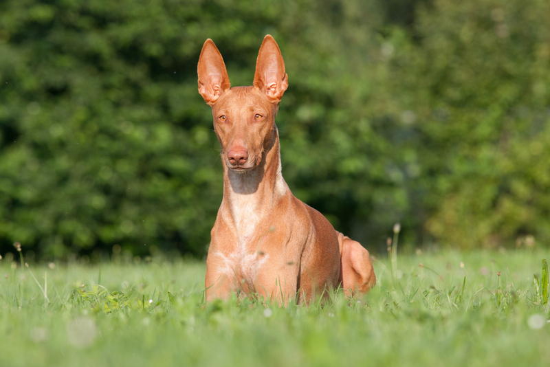 31. Pharaoh Hound | Shutterstock