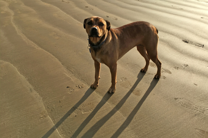 24. American Bandogge | Shutterstock