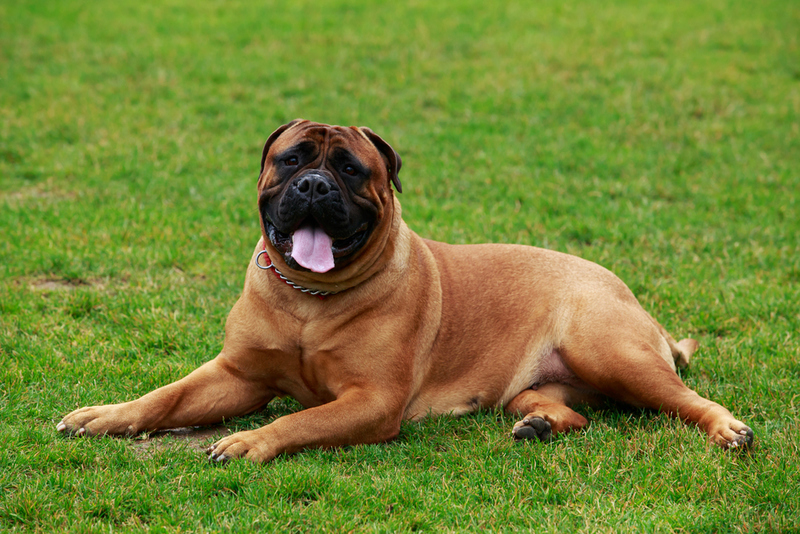 15. Bullmastiff | Shutterstock