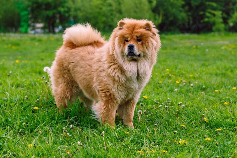 27. Chow Chow | Shutterstock