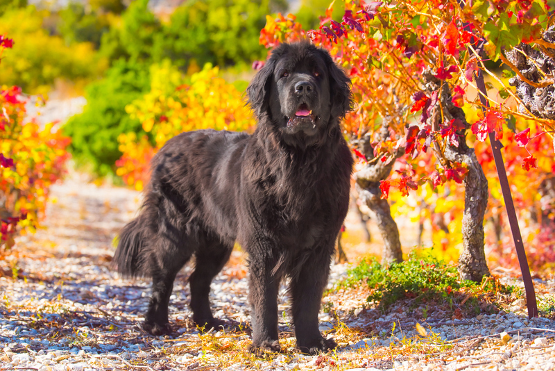 35. Newfoundland | Shutterstock