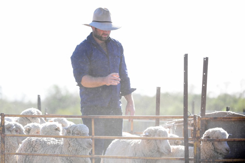 Sheep Counting  | Getty Images Photo By Stuart Walmsley