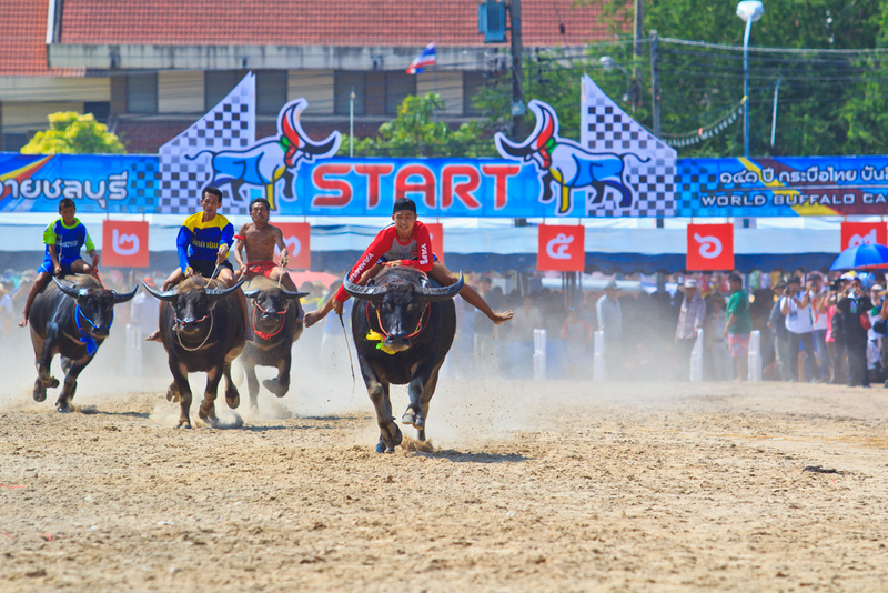 Buffalo Racing | Shutterstock