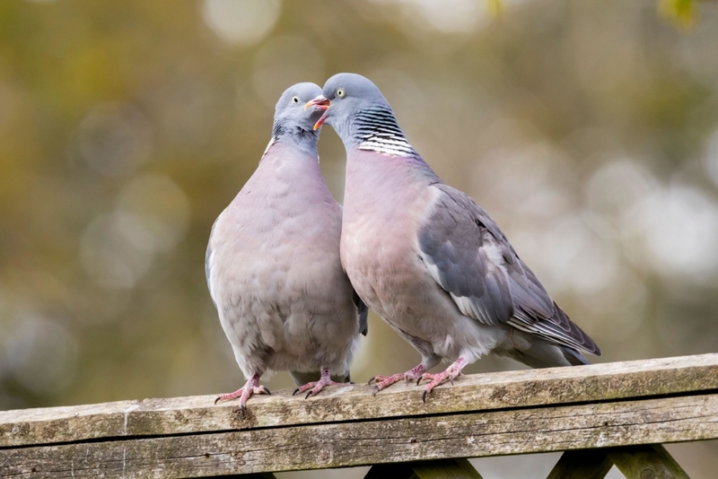 North Dakota Pigeons Sound Lucky | Alamy Stock Photo