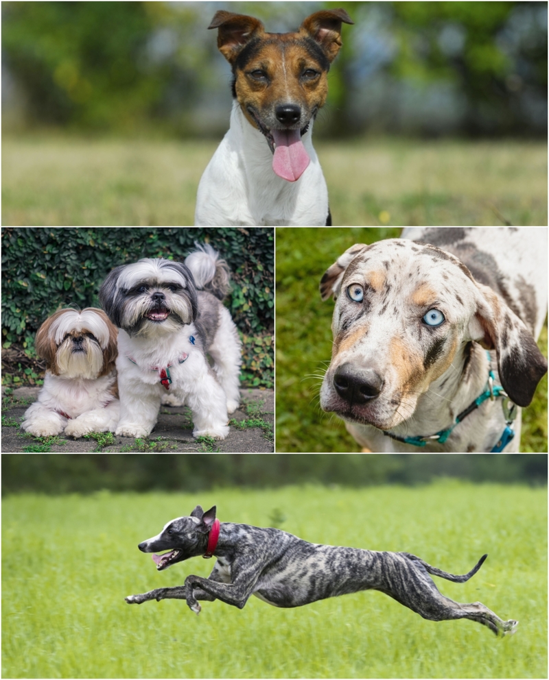 Weimaranen y Fila Brasileño son las razas de perro ideales para el cuidado  y trabajo de campo