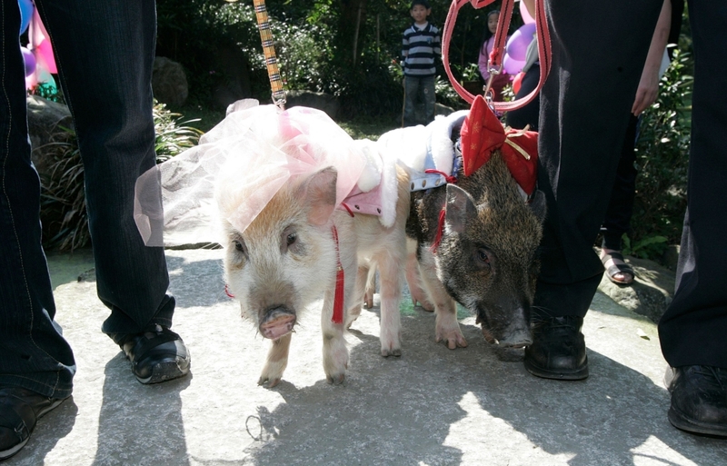 Using a Pig's Insides to Know the Fate of the Marriage | Alamy Stock Photo