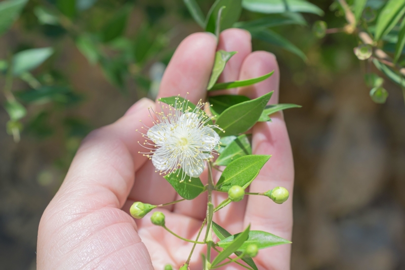 A Herb That Will Help Singles Find Love | Alamy Stock Photo