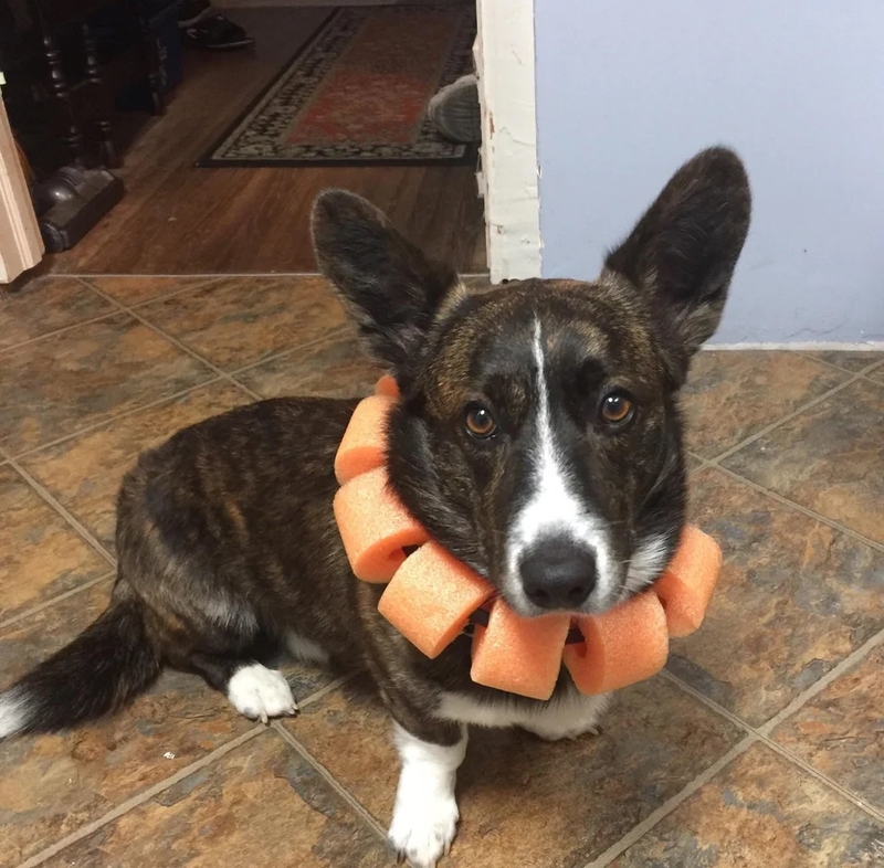 Dog cone made from sales pool noodle