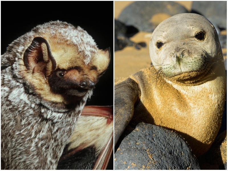 Sólo dos mamíferos son nativos | Alamy Stock Photo by Nature Picture Library/Barry Mansell & Stelios Michael 