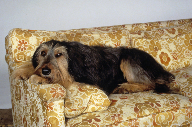 Buck, The Family Dog | Alamy Stock Photo