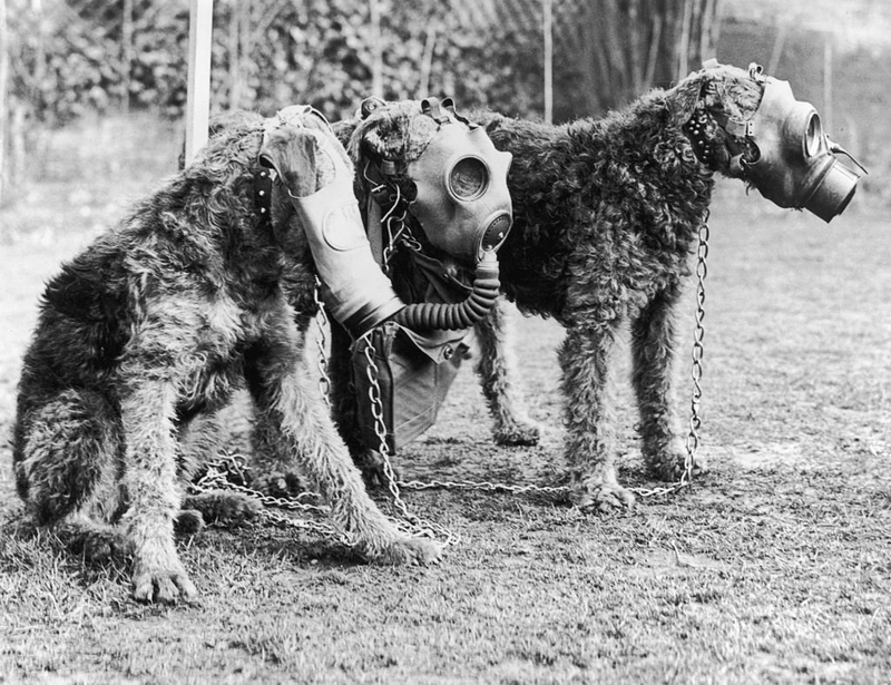 War Dogs | Getty Images Photo by Keystone