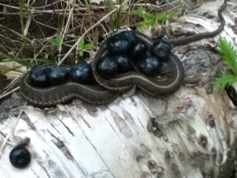 Those Are Some Big Blueberries | Imgur.com/Redbreeze