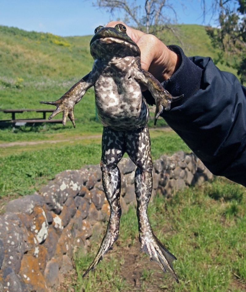 No Eating Californian Frogs | Alamy Stock Photo by Robert Clay