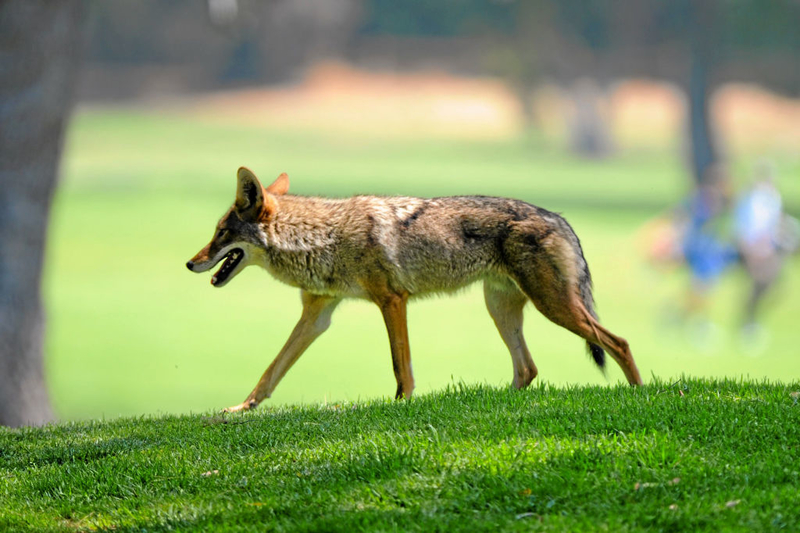 Coyote Ugly in L.A.? | Getty Images Photo by Michael Owen Baker/Digital First Media/Los Angeles Daily News  